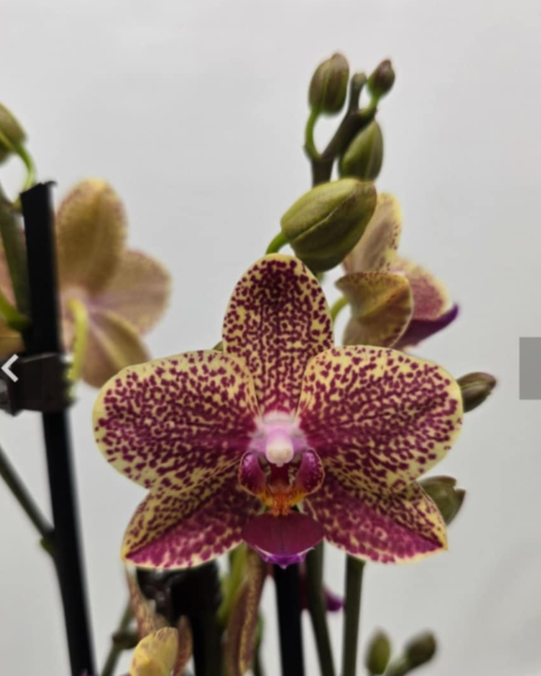 Design sem nome - 2025-11-19T093138.656