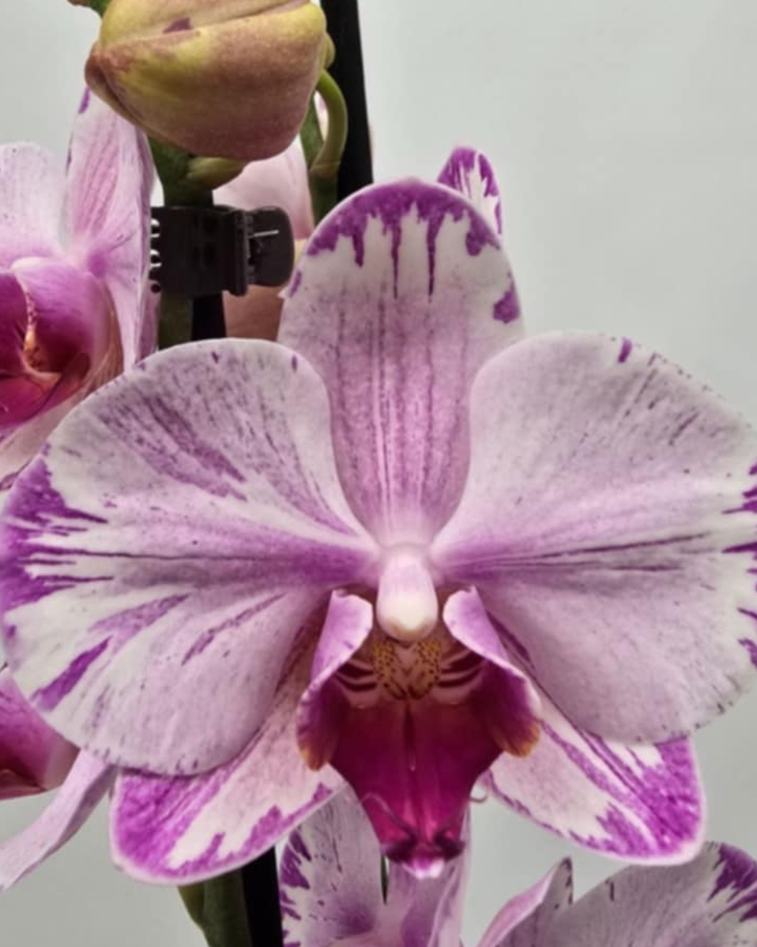 Design sem nome - 2025-11-19T093550.114