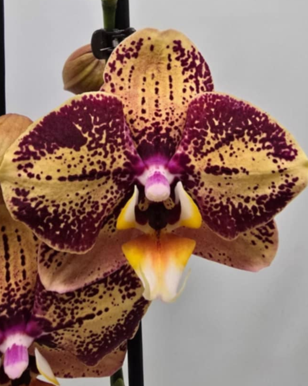 Design sem nome - 2025-11-19T093740.246