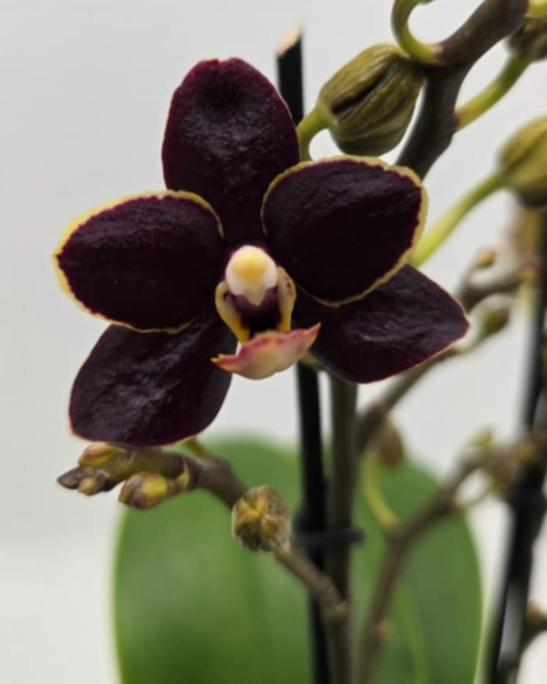 Design sem nome - 2025-11-19T094000.522