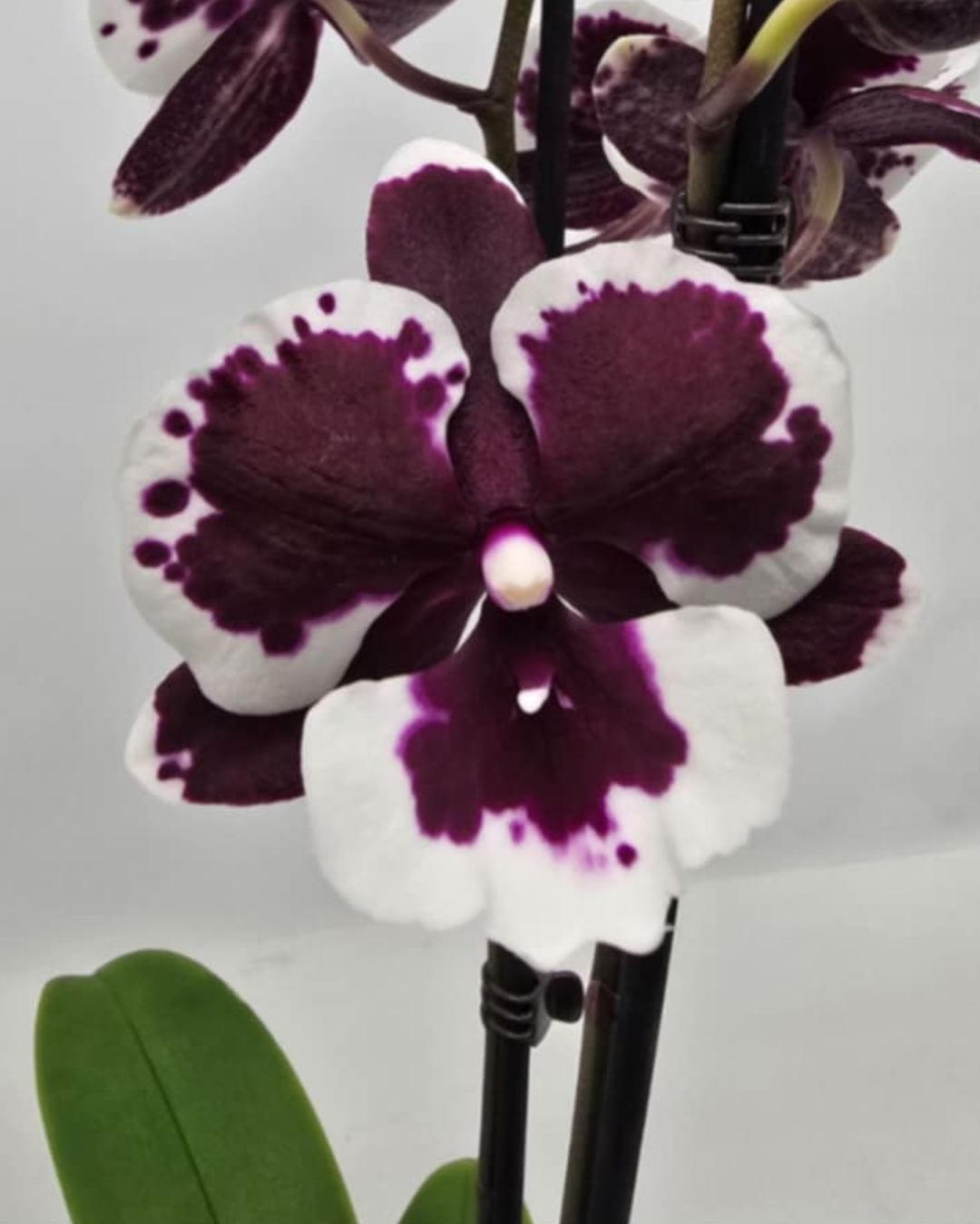 Design sem nome - 2025-11-19T094307.134