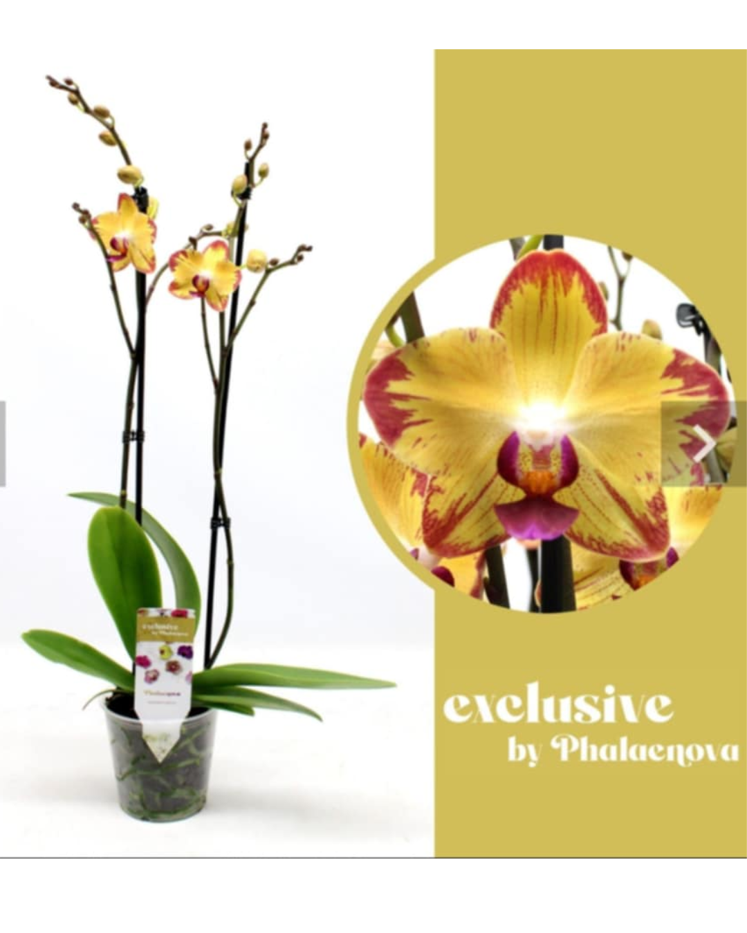 Design sem nome - 2025-11-19T094442.231