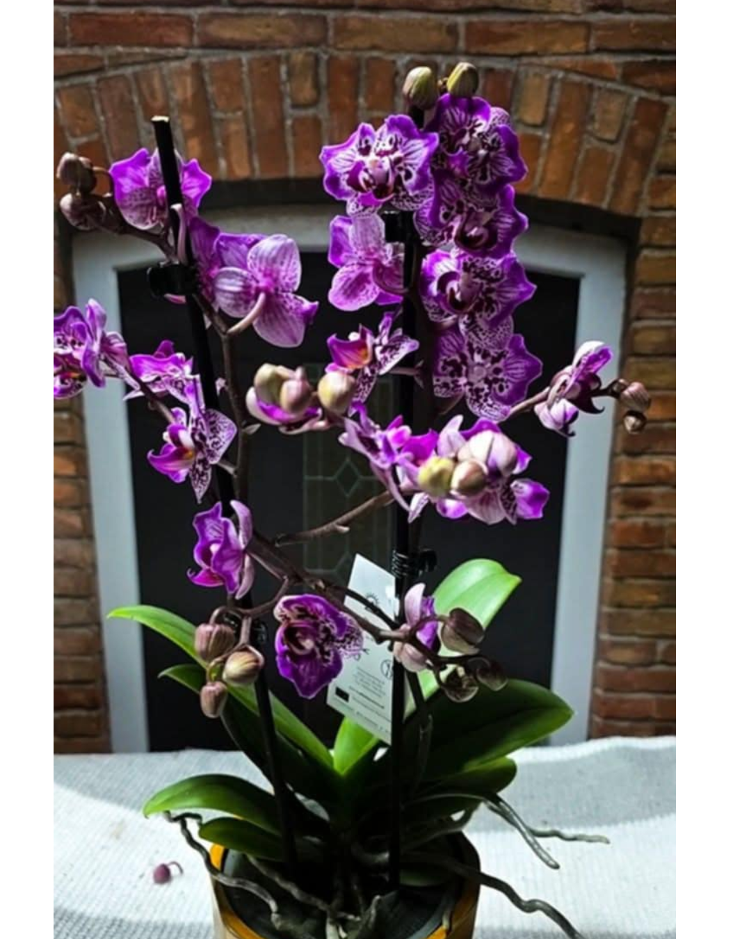 Design sem nome - 2025-11-19T122902.143