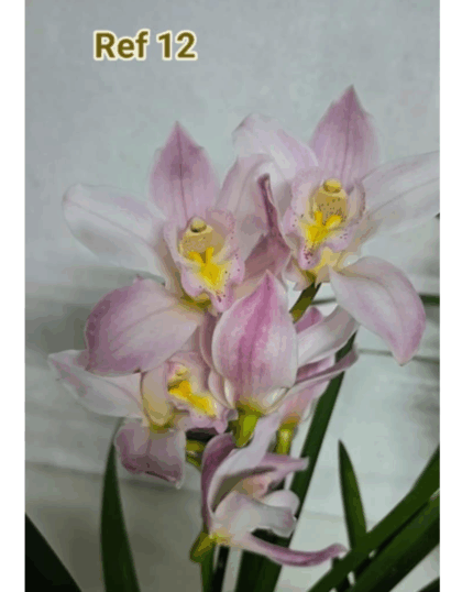 CYMBIDIUM PERFUMADO FLOR GRANDE N12