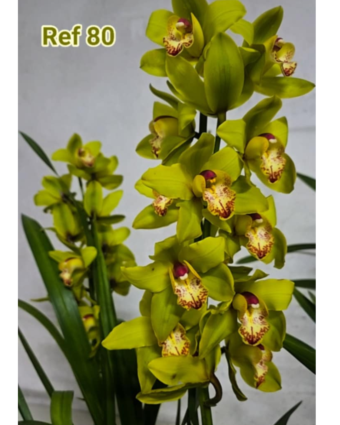 Design sem nome - 2025-11-20T125909.069