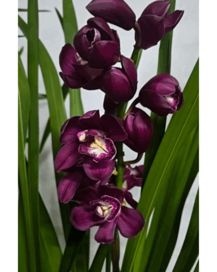 CYMBIDIUM COLEÇÃO ESPECIAL