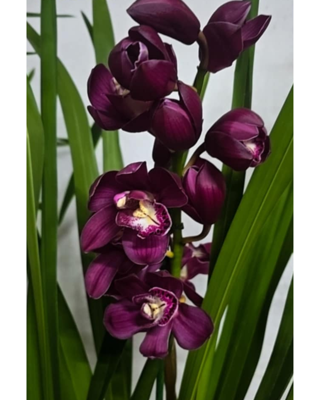 Design sem nome - 2025-11-20T165824.196