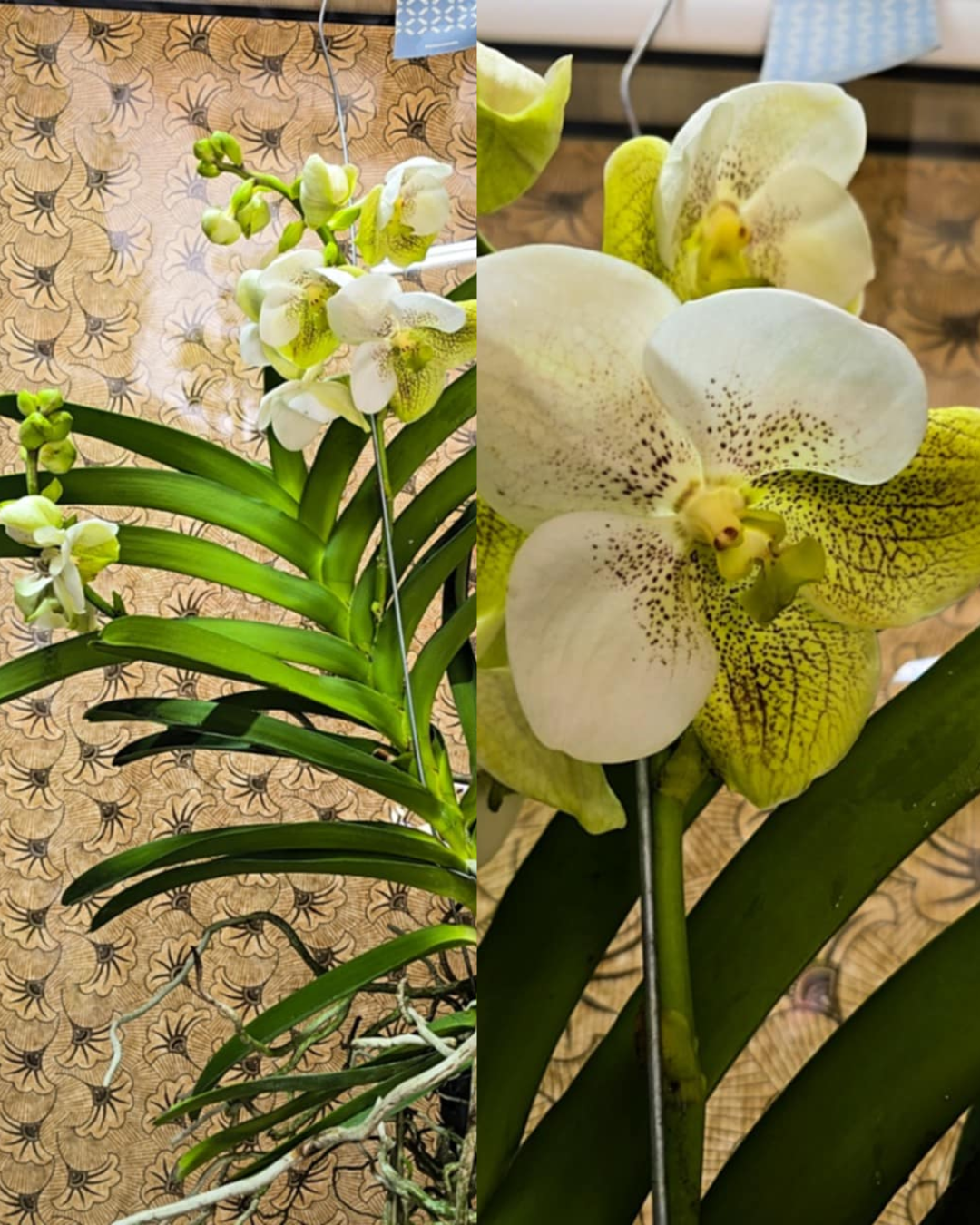 Design sem nome - 2025-11-26T164749.489