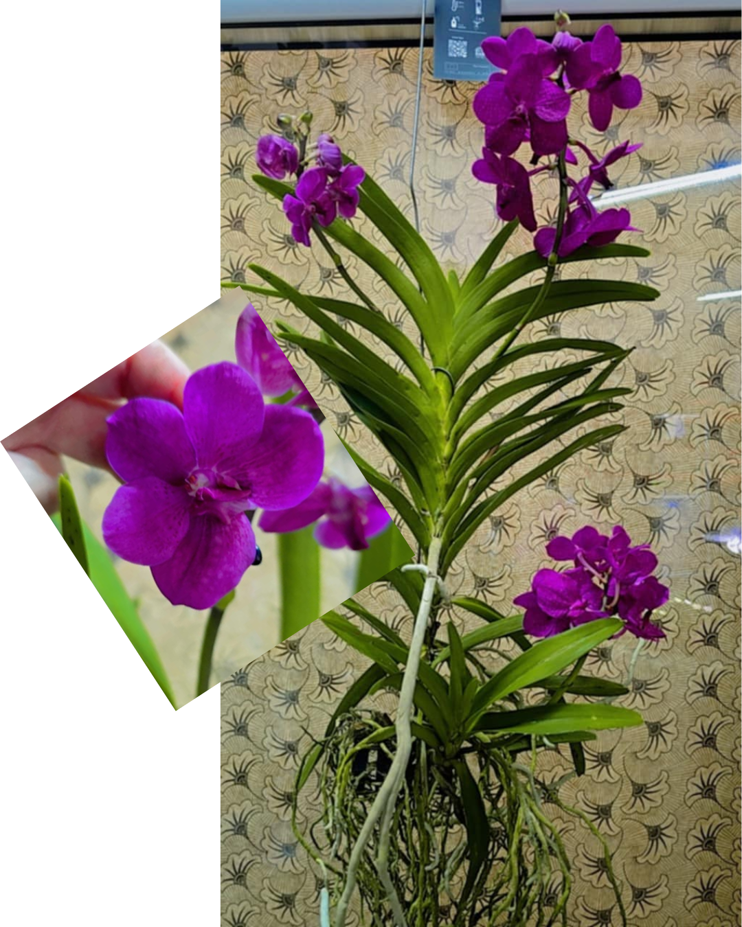 Design sem nome - 2025-11-26T173854.312