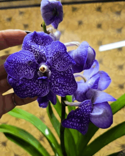 Vanda17