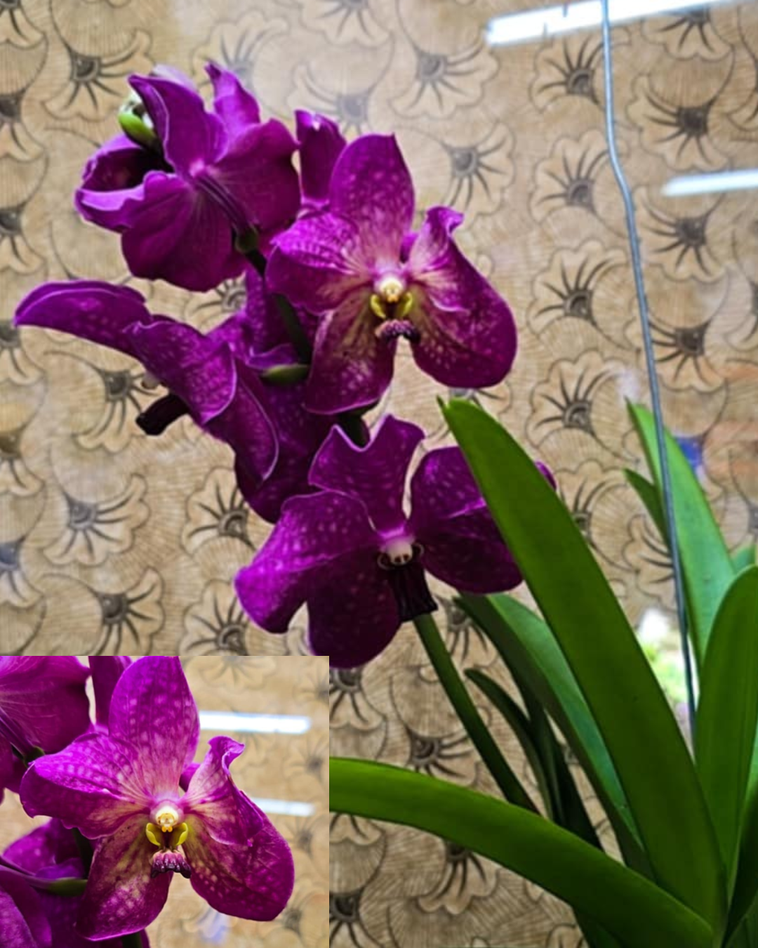 Design sem nome - 2025-11-26T175809.230