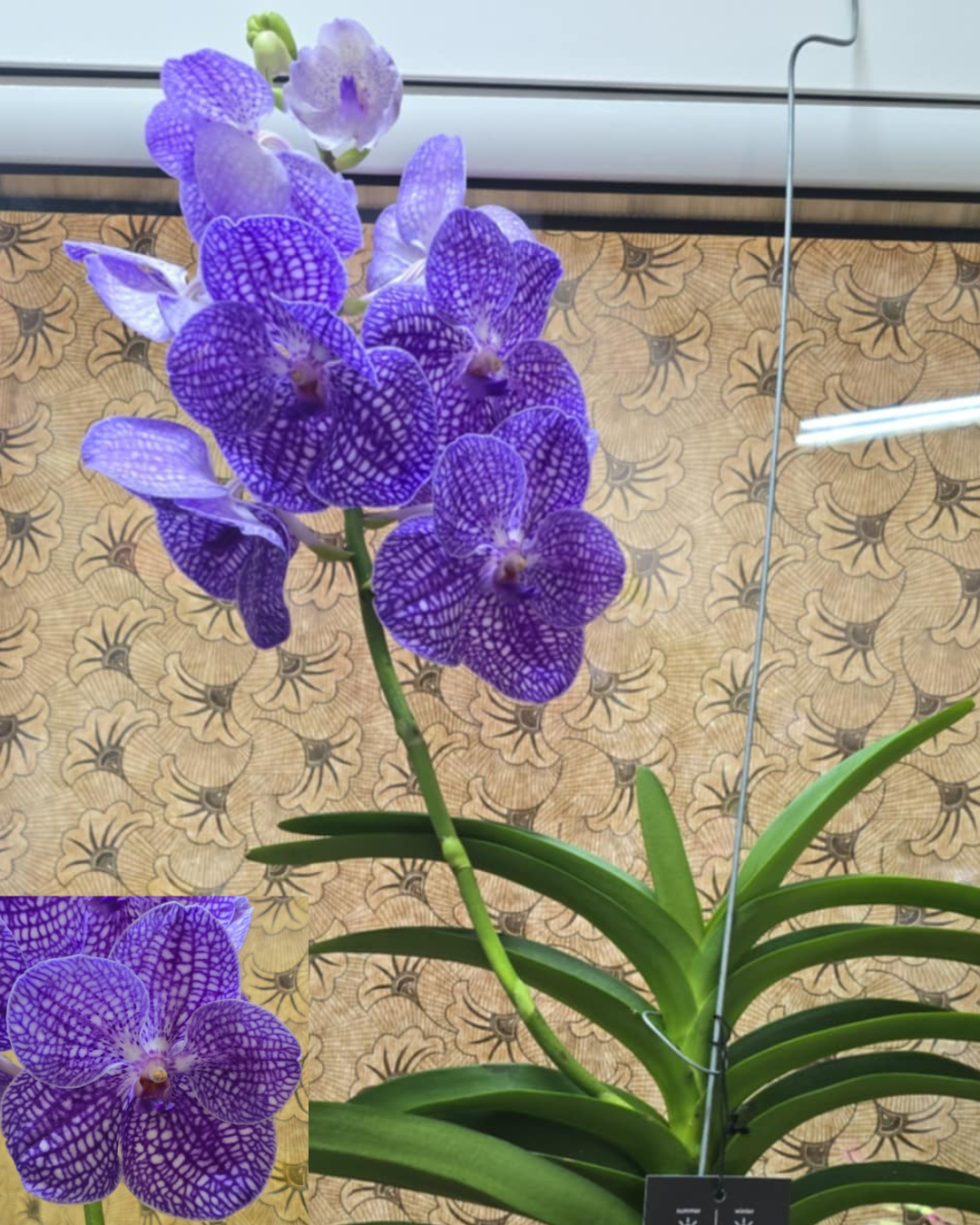 Design sem nome - 2025-11-26T180022.274