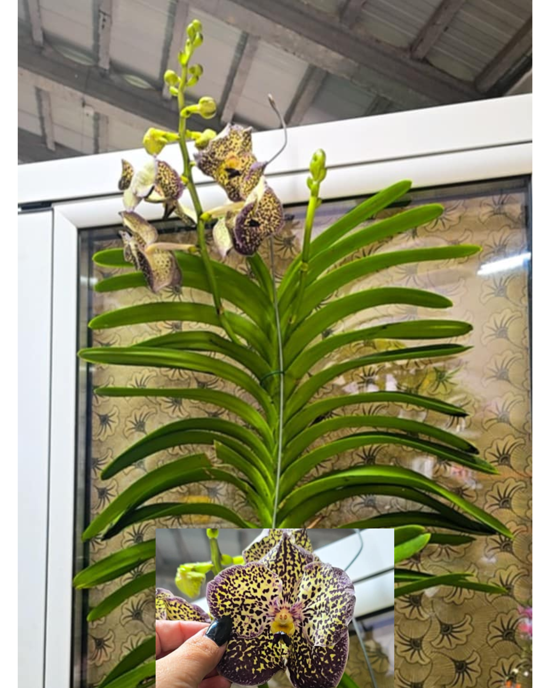 Design sem nome - 2025-11-26T180542.438