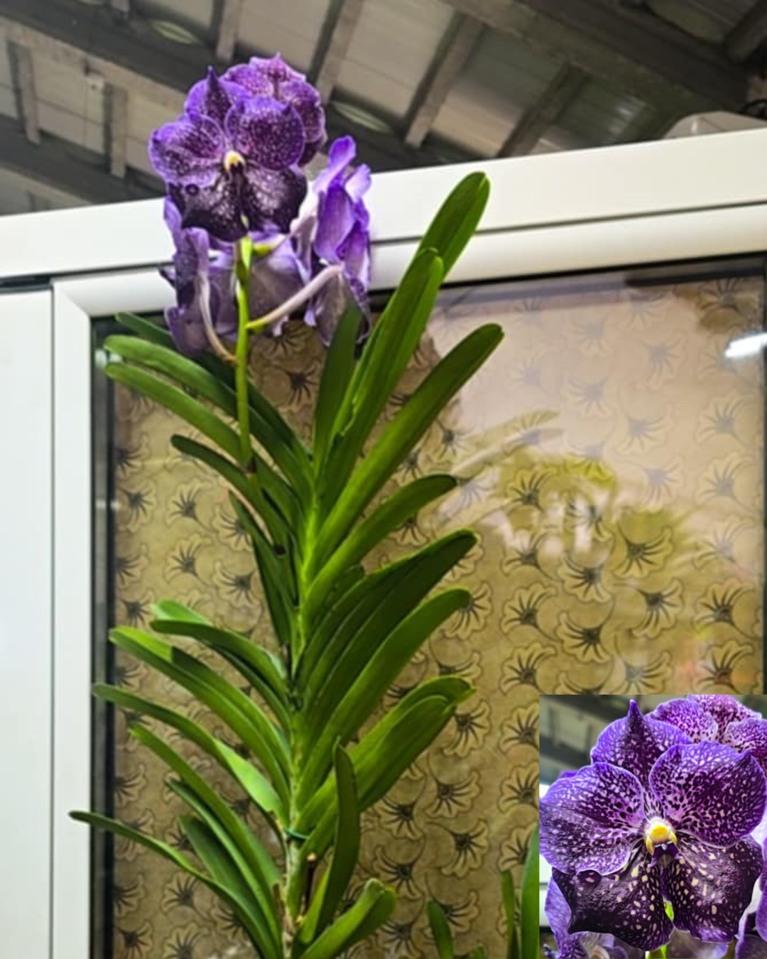 Design sem nome - 2025-11-26T182322.532