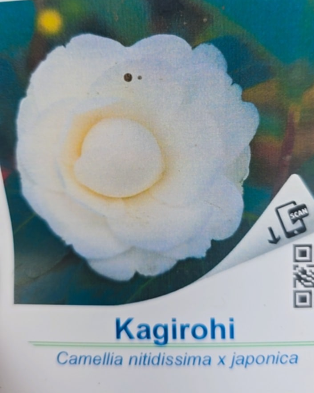 Design sem nome - 2025-11-28T172703.151