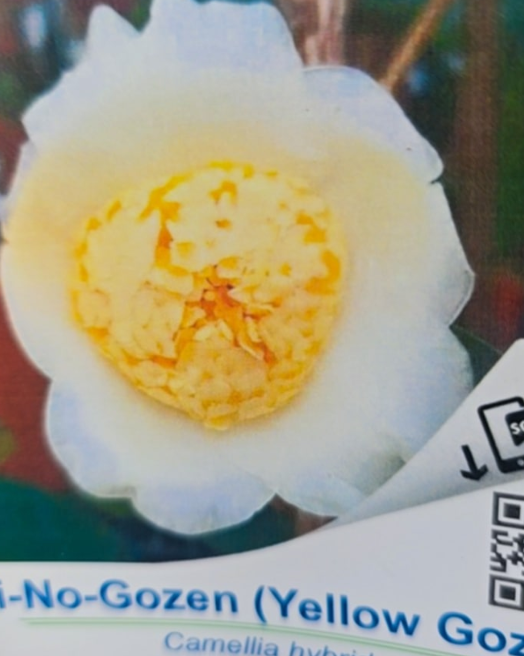 Design sem nome - 2025-11-28T172819.170