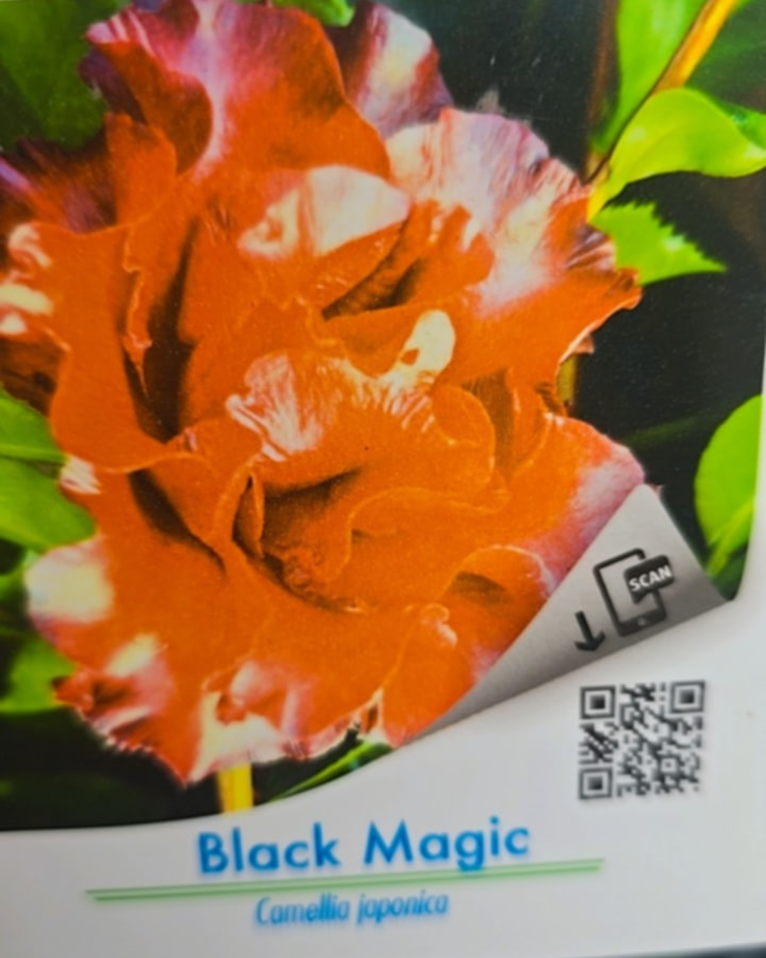 Design sem nome - 2025-11-28T172938.780