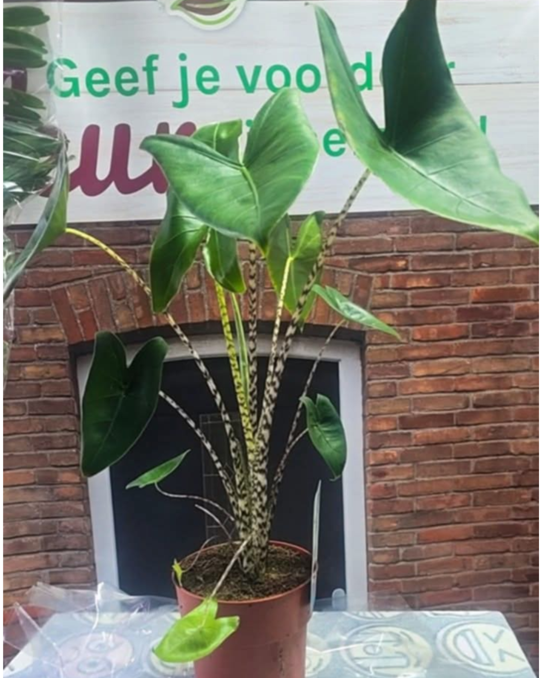 Design sem nome - 2025-11-28T174915.343