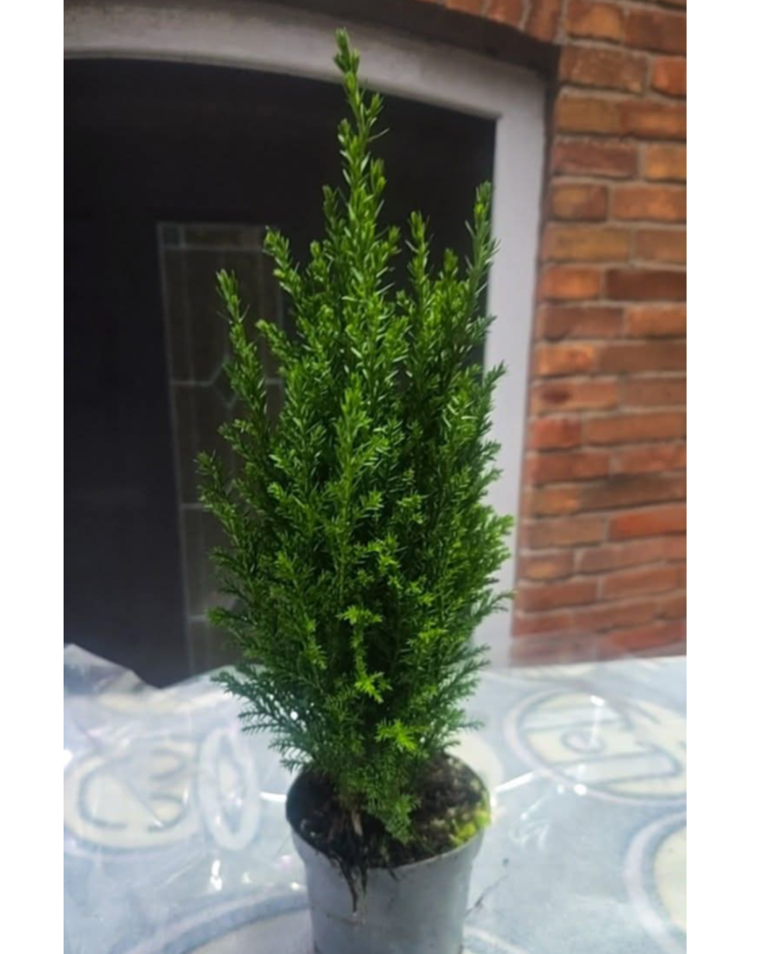 Design sem nome - 2025-11-28T175306.182