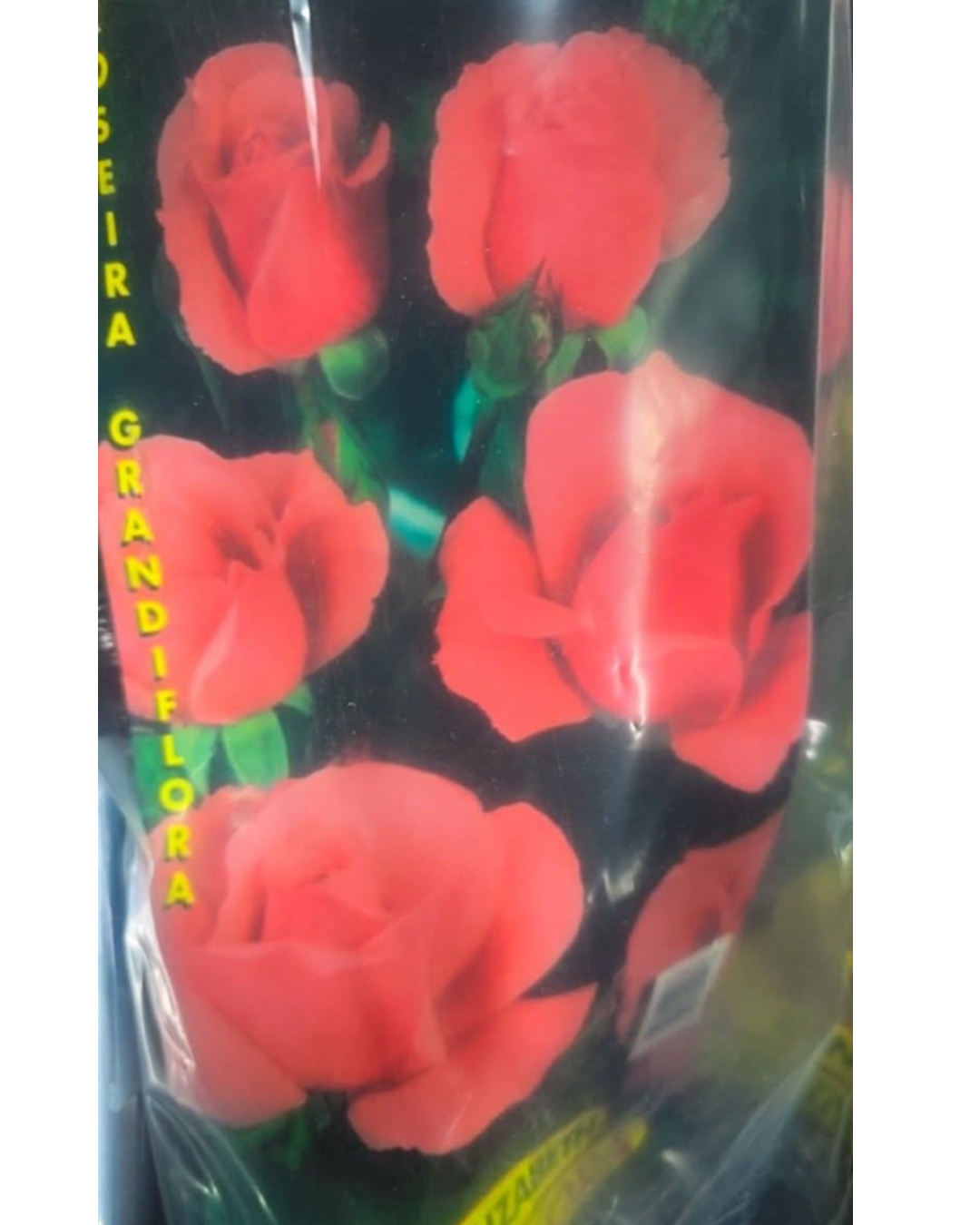 Design sem nome - 2025-11-28T181317.267