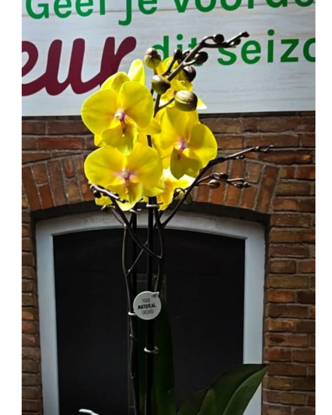 Texto do seu parágrafo (14)