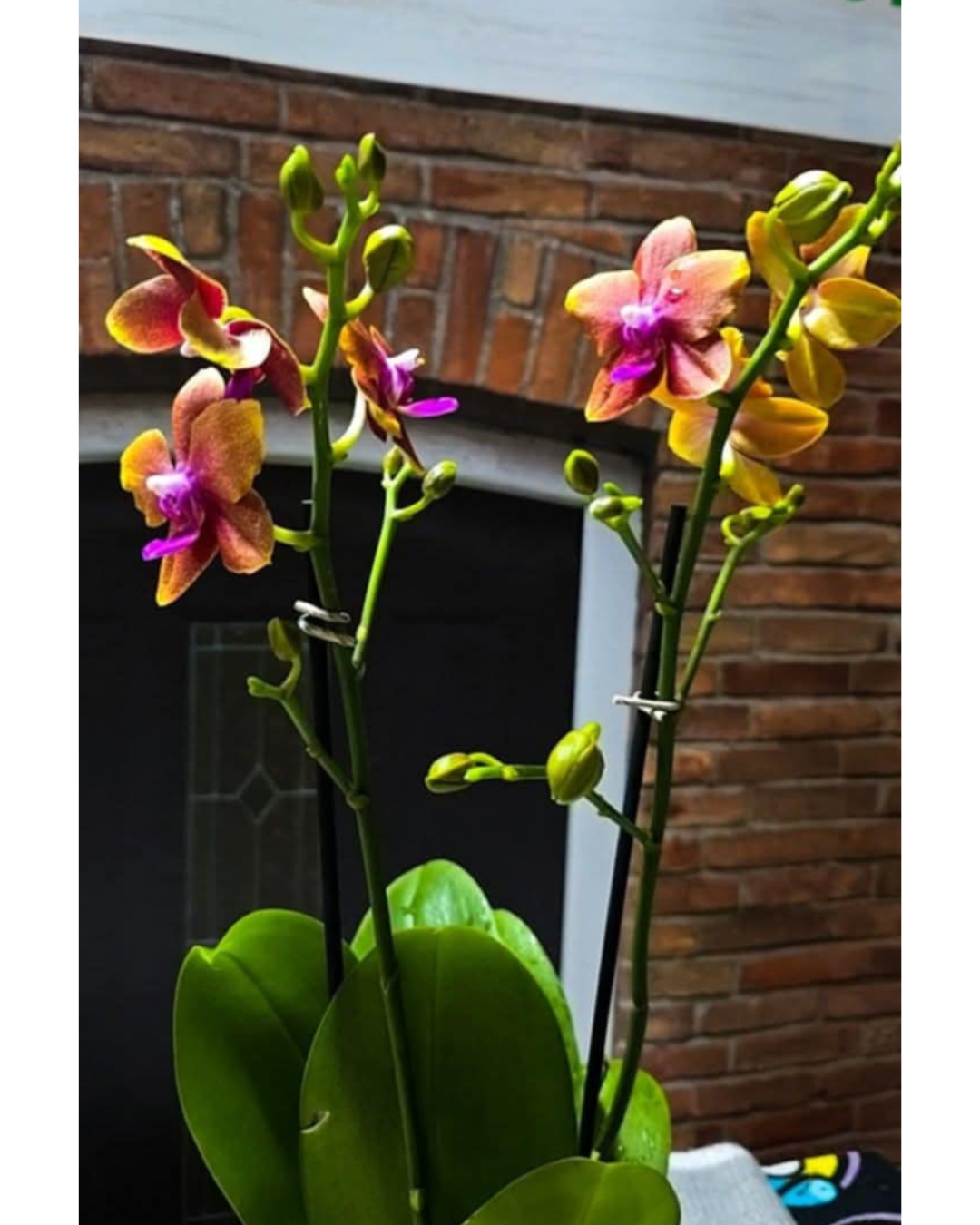 Texto do seu parágrafo (15)