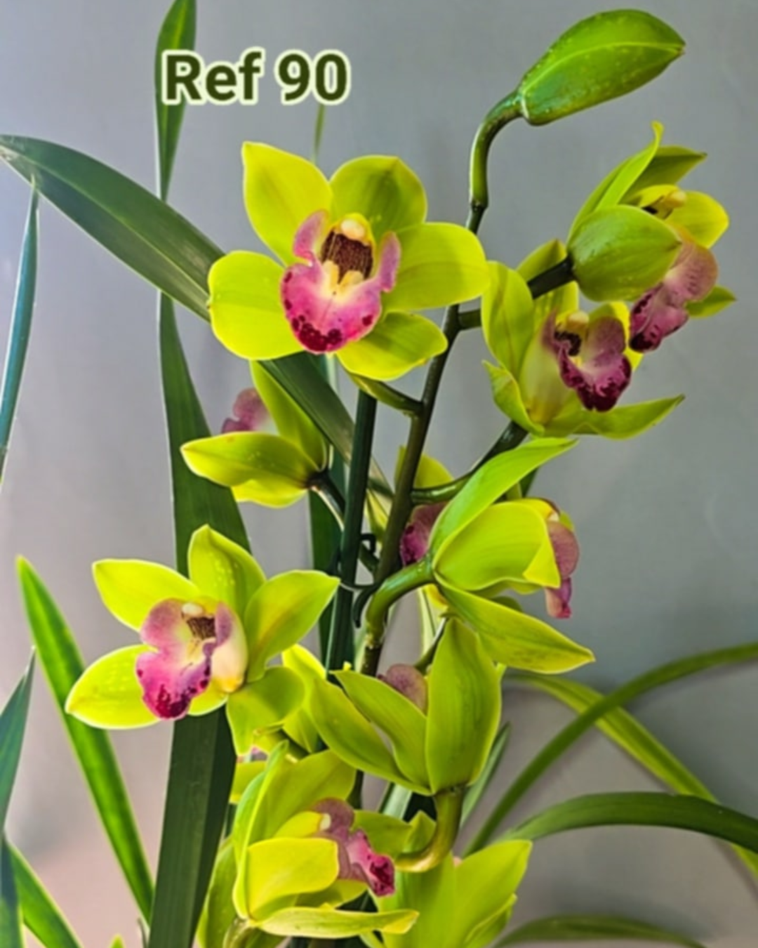 siteplantasecompanhia.pt (12)