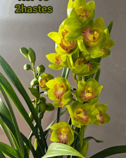 CYMBIDIUM N 18 - 2 HASTES