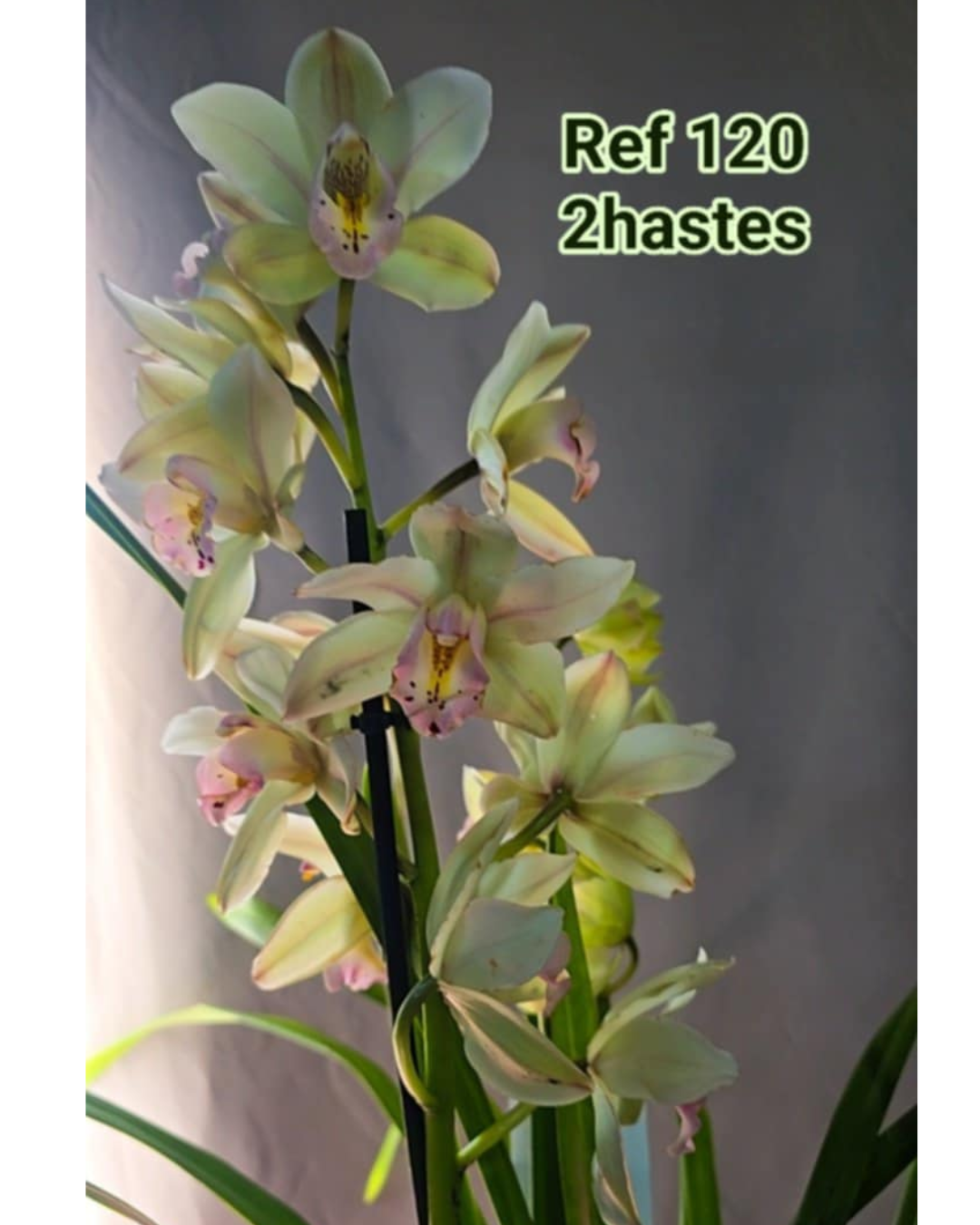 siteplantasecompanhia.pt (19)