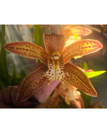 PAULISTA CASTANHA E VERMELHA COM VARIAS HASTES - CYMBIDIUM PERFUMADO