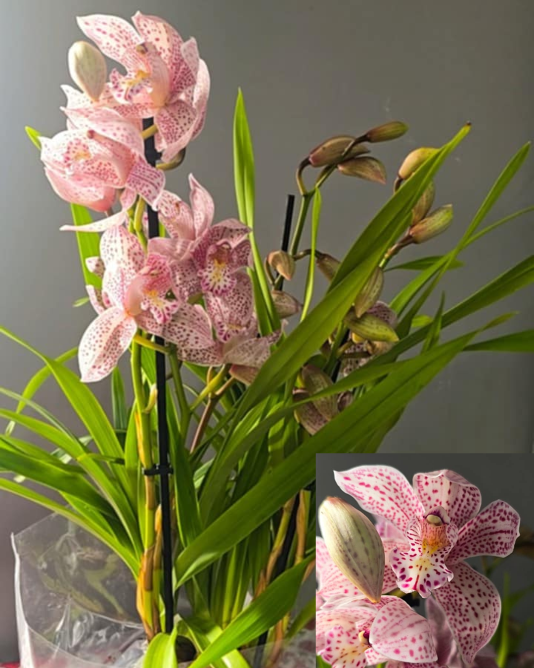 siteplantasecompanhia.pt (5)