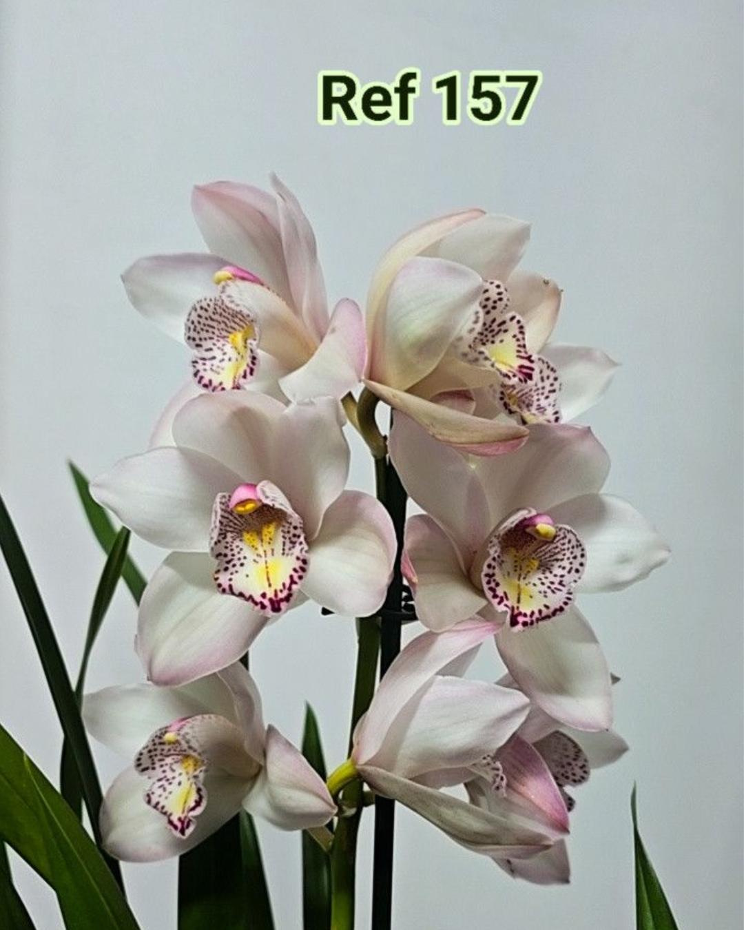 Design sem nome - 2025-12-12T123823.942