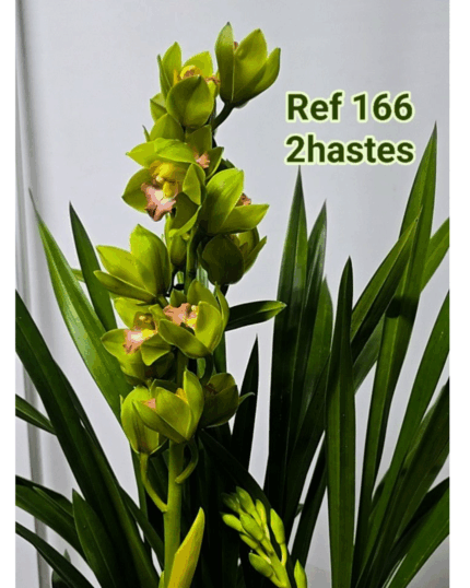 CYMBIDIUM 166