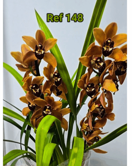 CYMBIDIUM 148