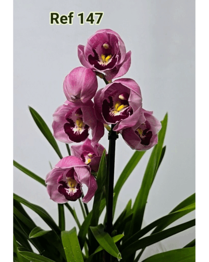 CYMBIDIUM 147