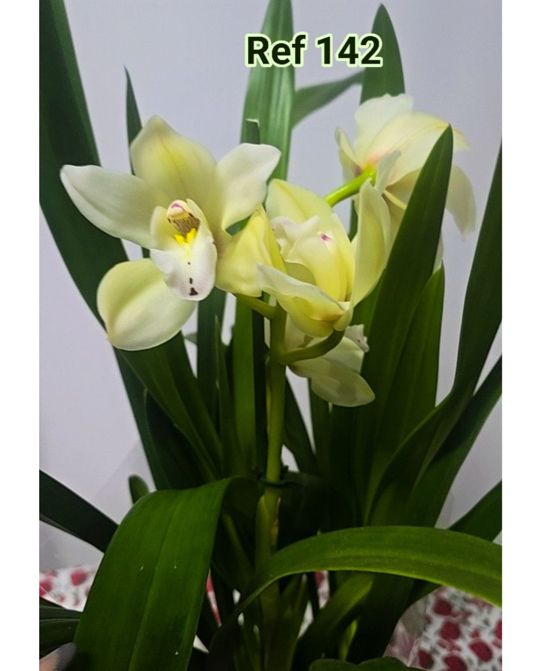 Design sem nome - 2025-12-12T125655.806