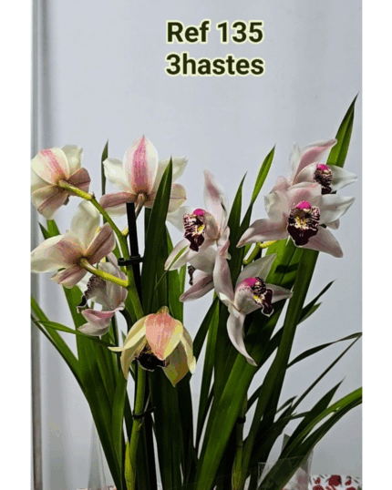 CYMBIDIUM 135