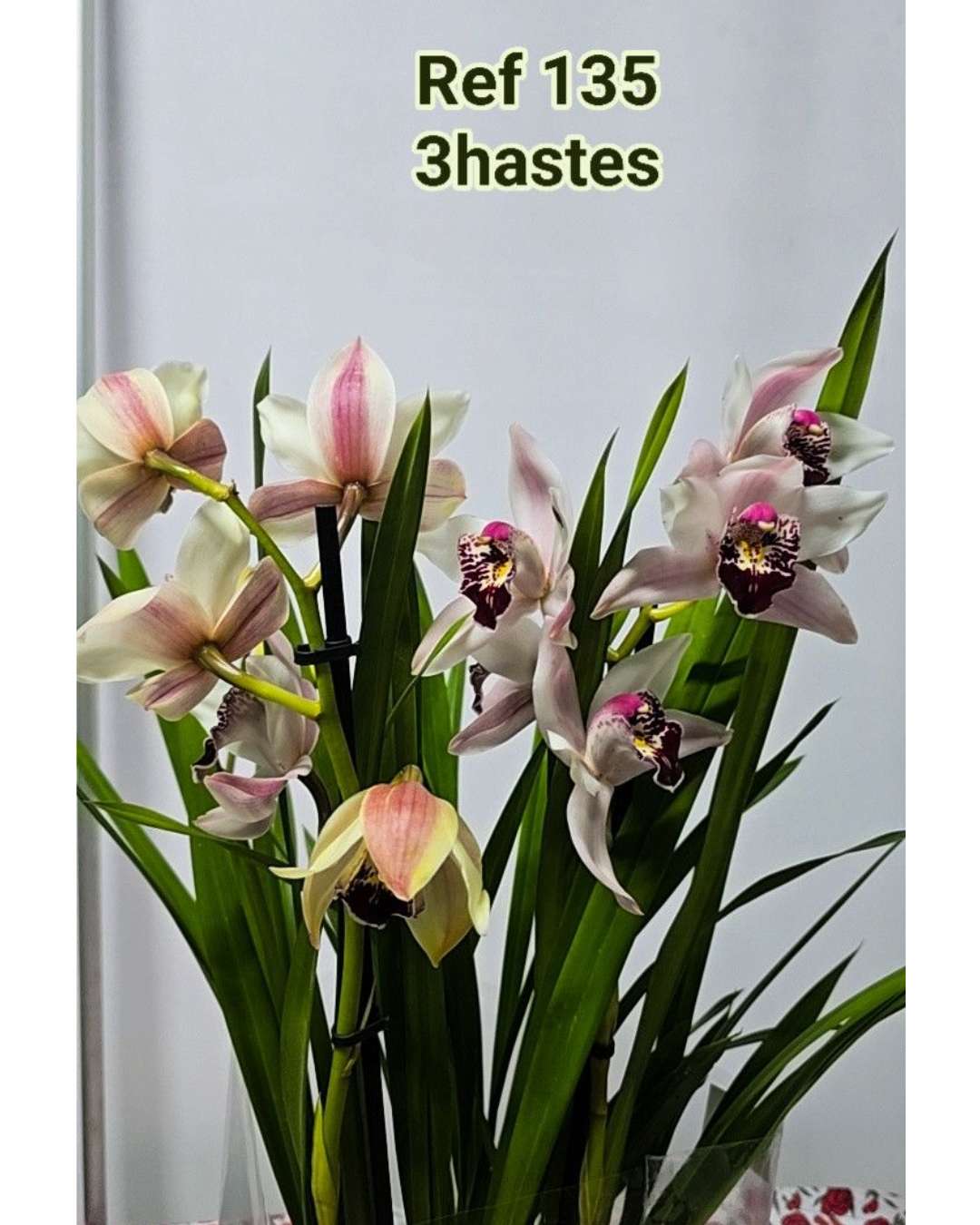 Design sem nome - 2025-12-12T125813.725