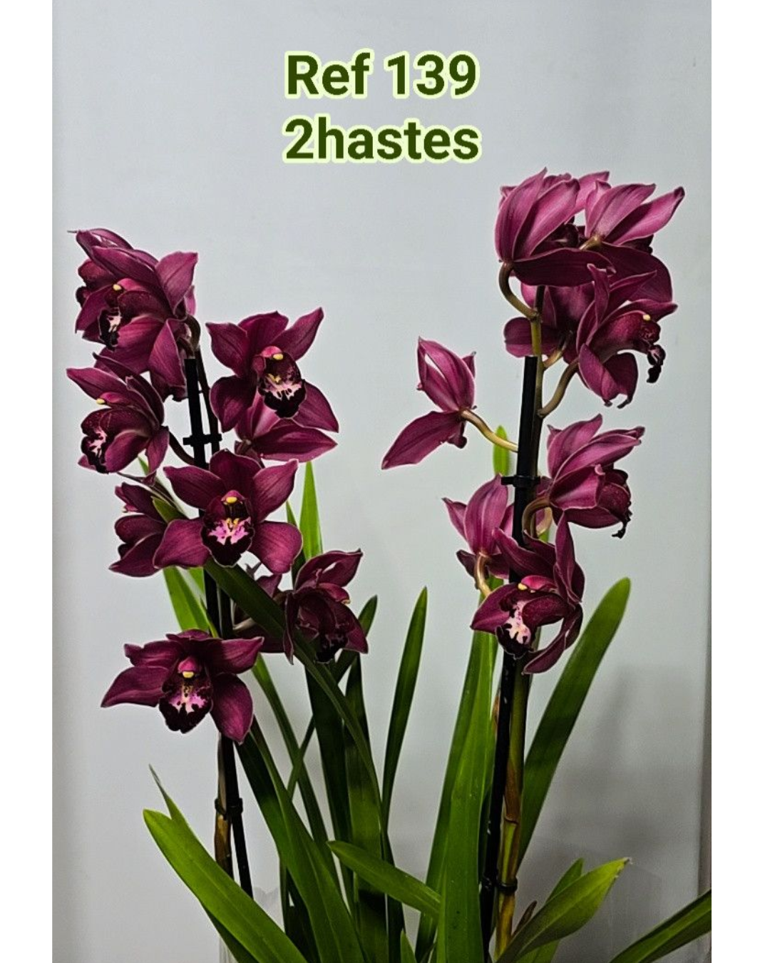 Design sem nome - 2025-12-12T152455.792