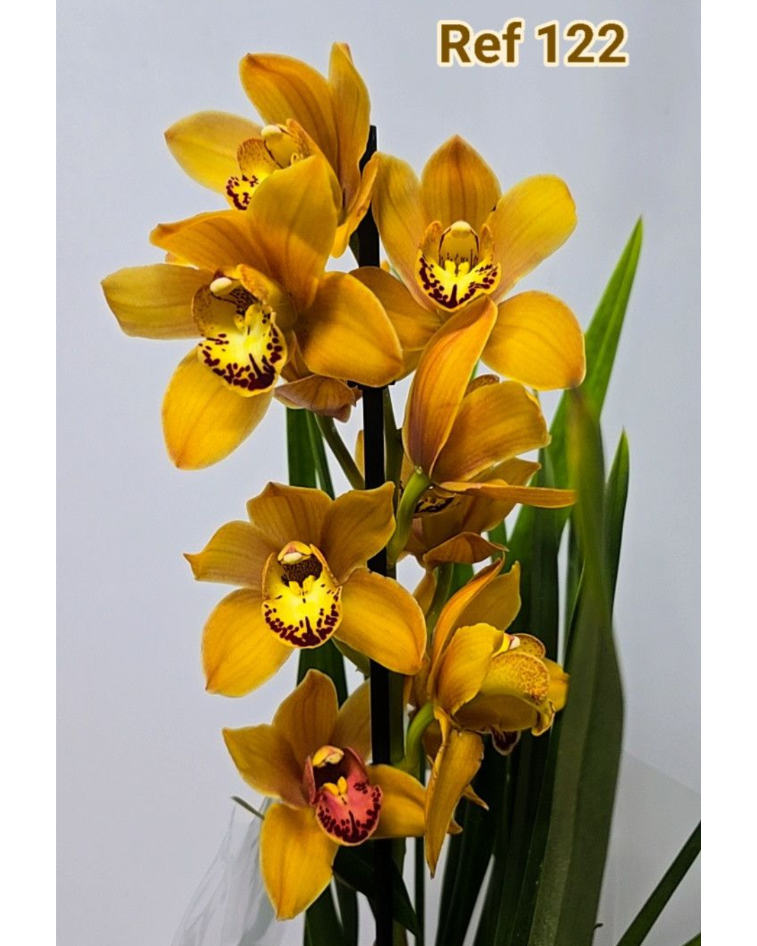 Design sem nome - 2025-12-12T152838.649