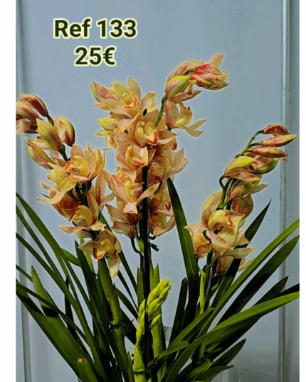 CYMBIDIUM 133