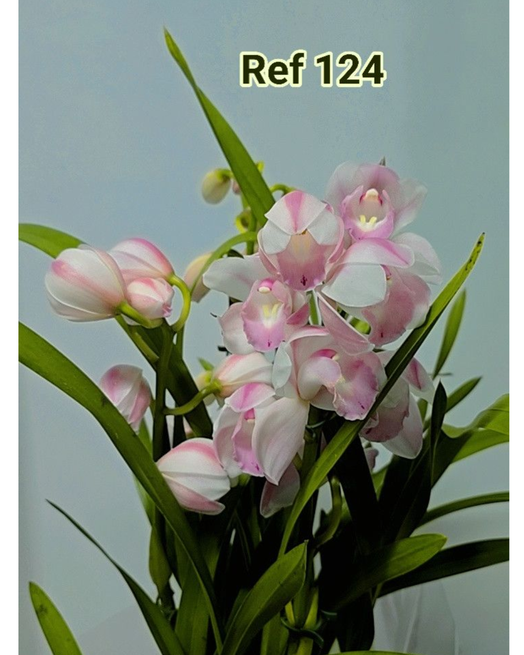 Design sem nome - 2025-12-12T154100.742