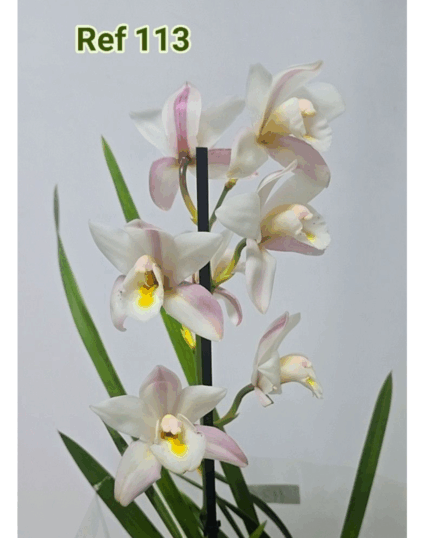 CYMBIDIUM 113