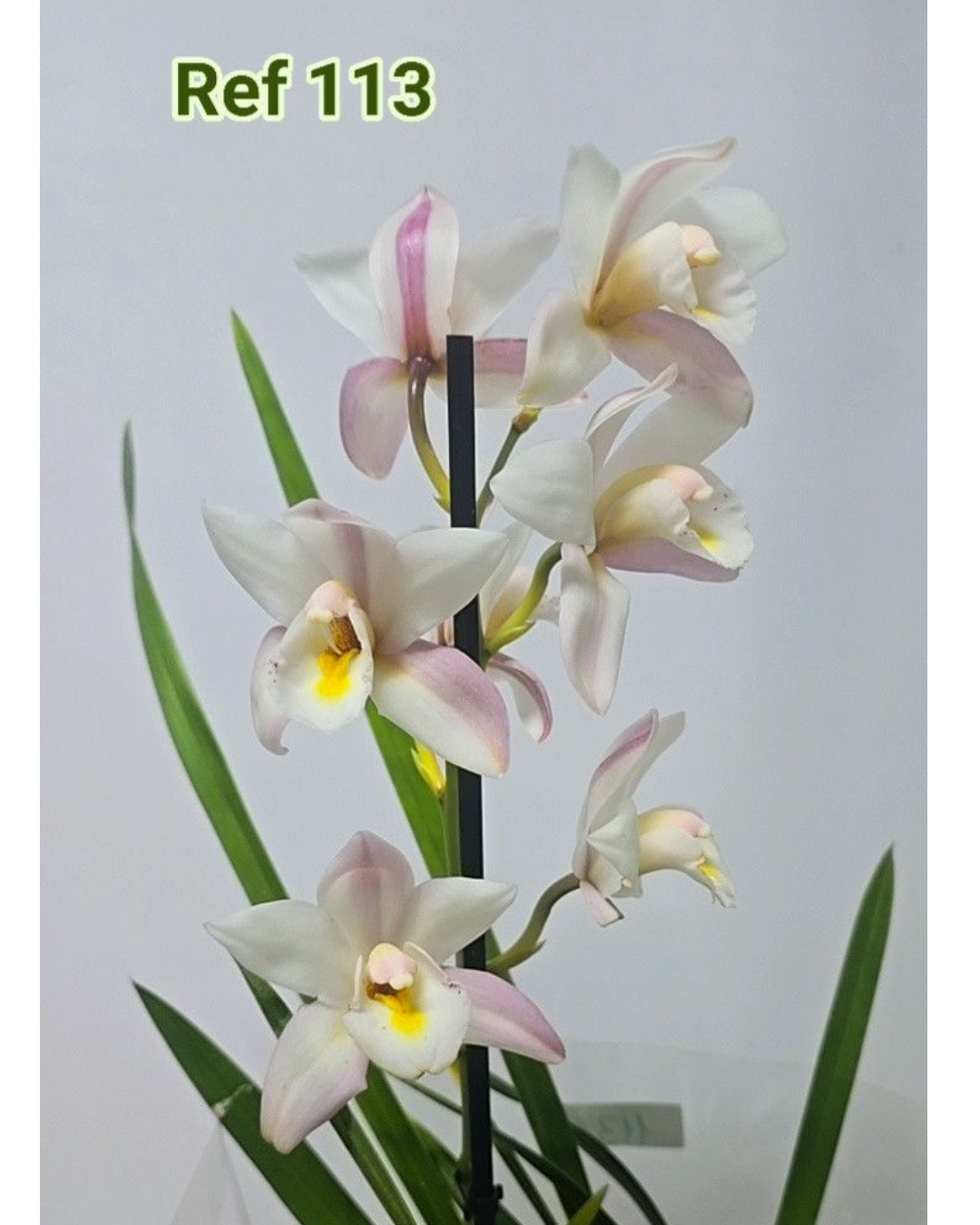 Design sem nome - 2025-12-12T154259.170