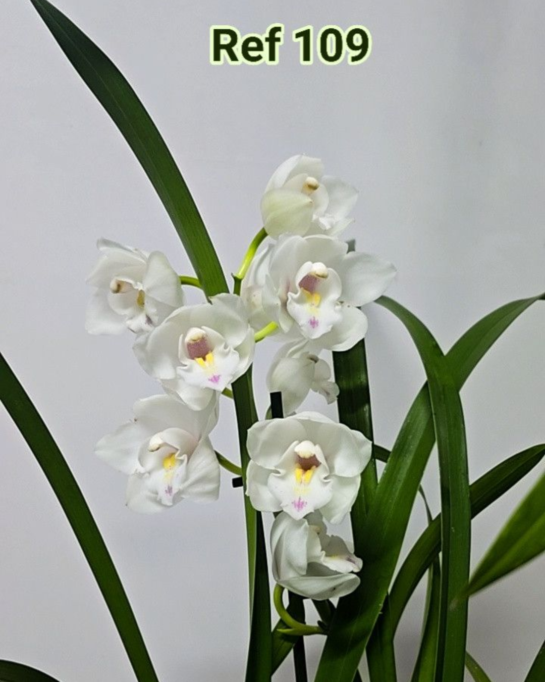 Design sem nome - 2025-12-12T154631.030