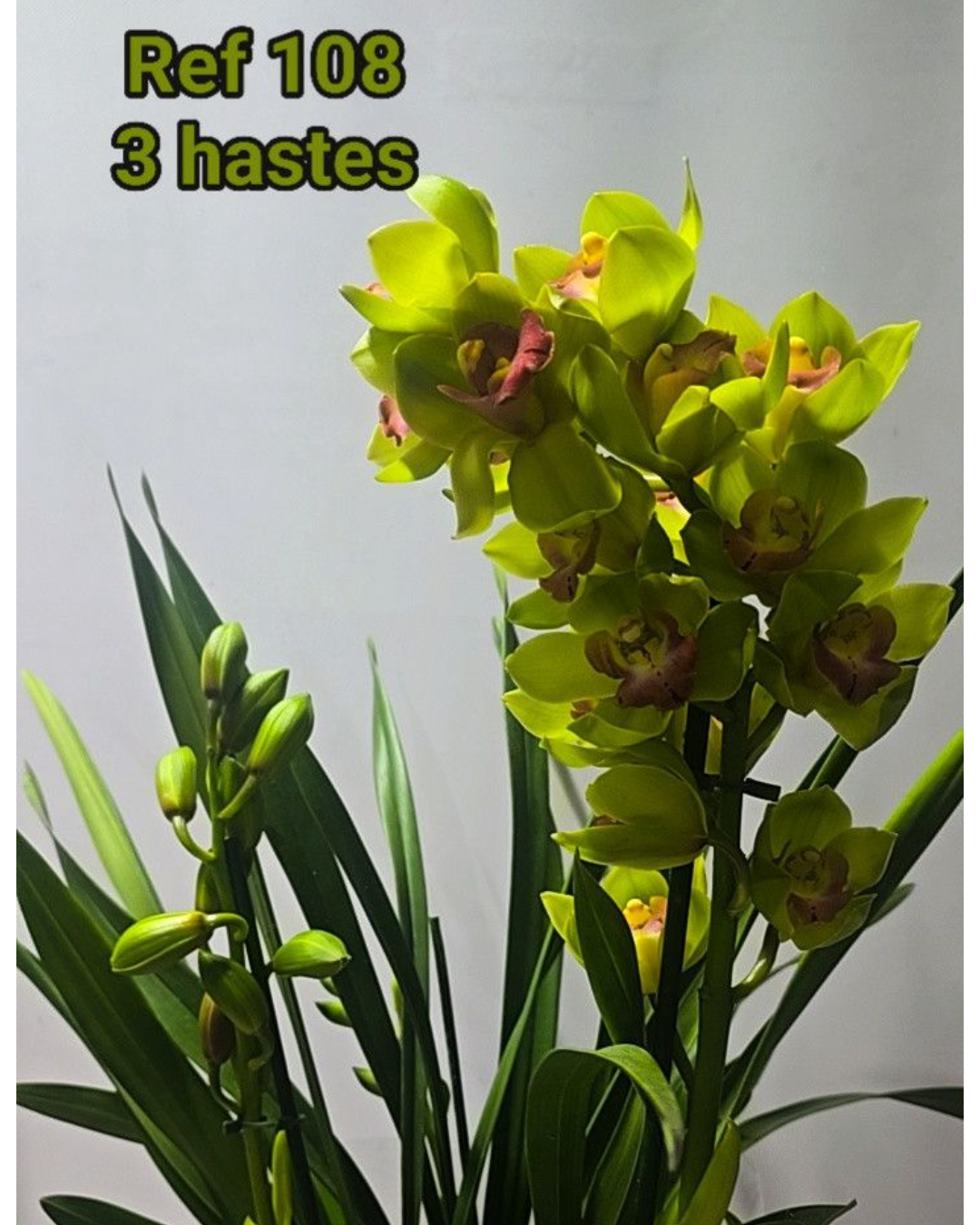 Design sem nome - 2025-12-12T154838.853