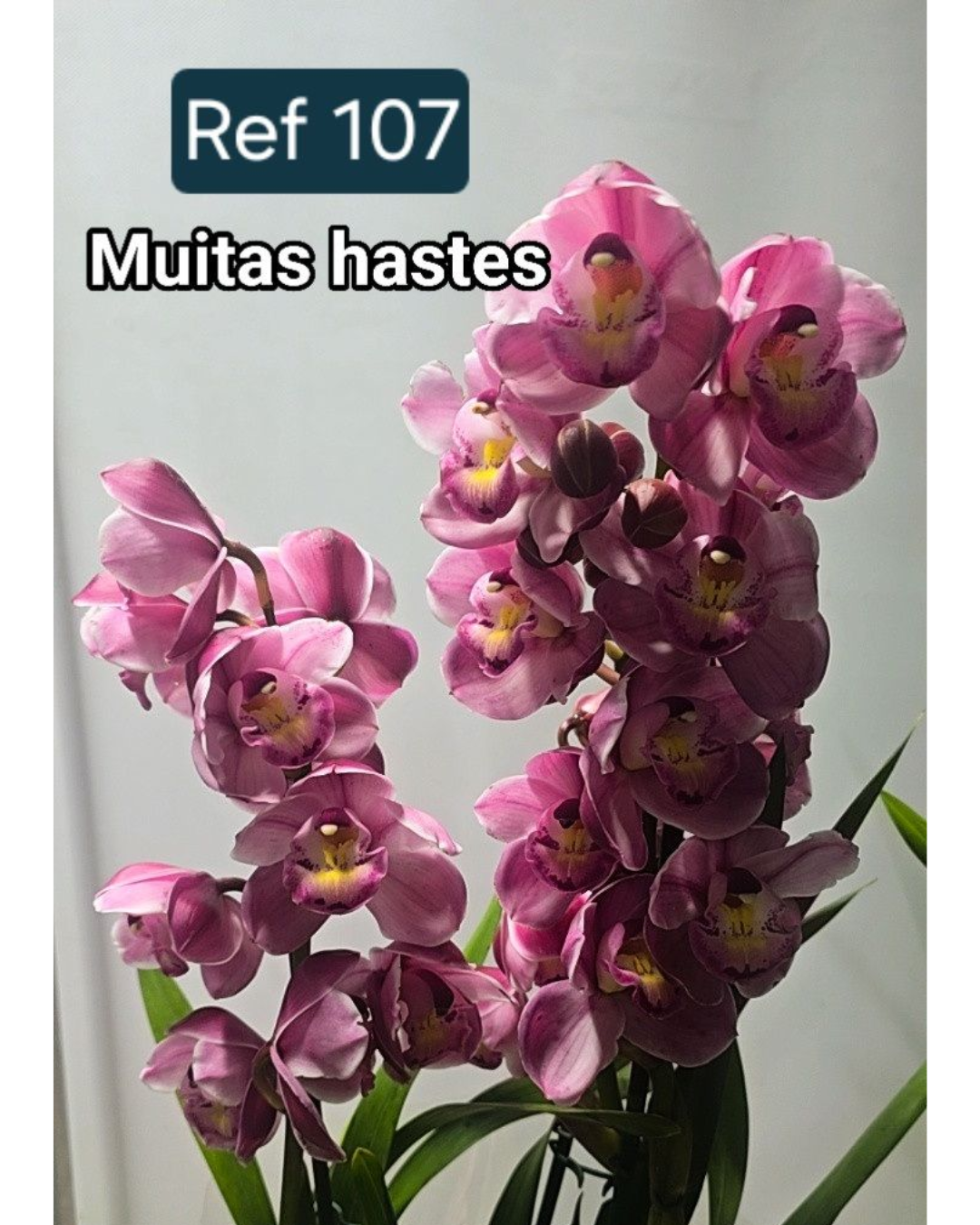 Design sem nome - 2025-12-12T155109.720