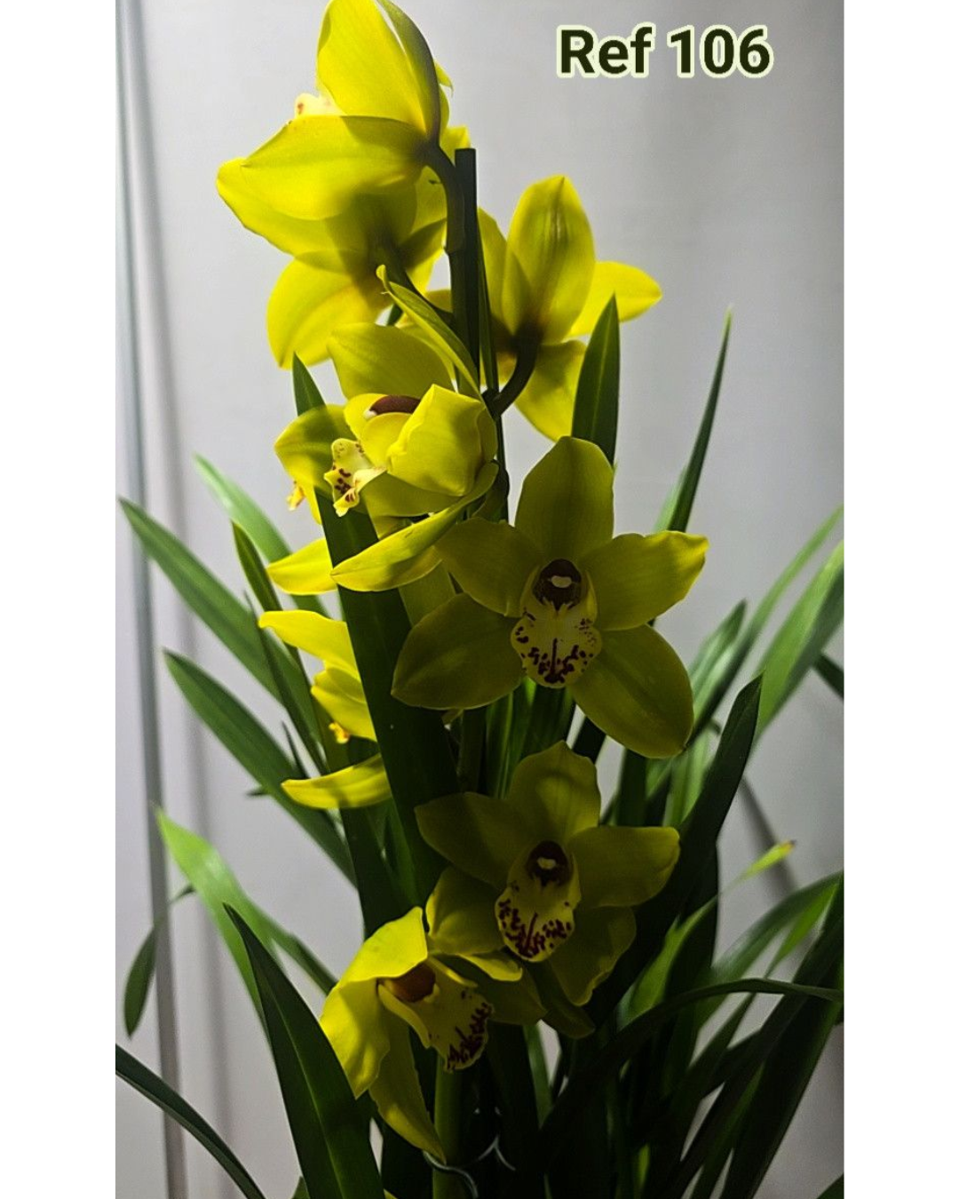 Design sem nome - 2025-12-12T155308.701