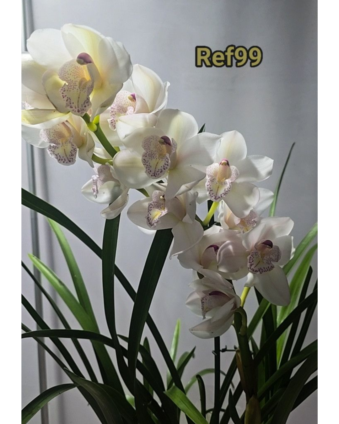 Design sem nome - 2025-12-12T160450.639