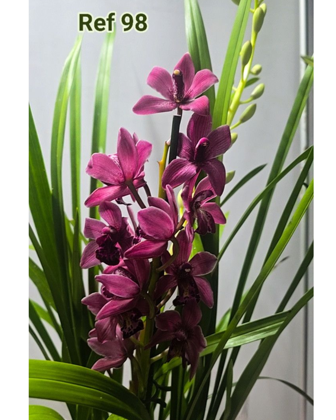 Design sem nome - 2025-12-12T161025.108